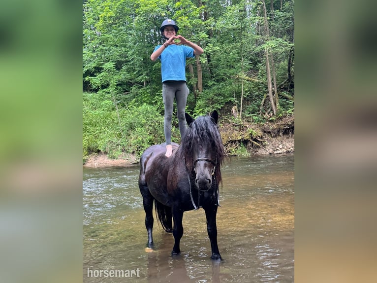 Other Breeds Mare 4 years 15,2 hh Black in Vilnius