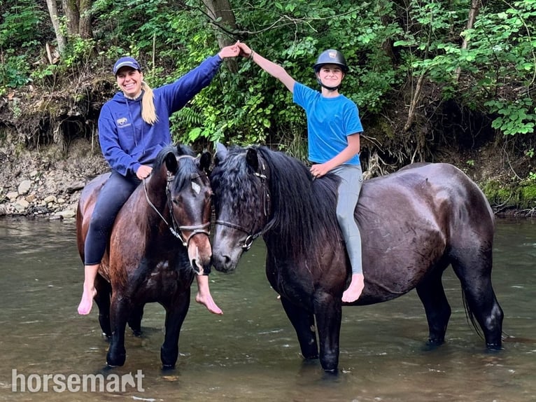 Other Breeds Mare 4 years 15,2 hh Black in Vilnius