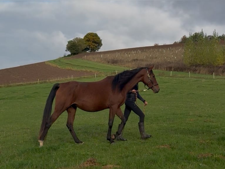 Other Breeds Mare 4 years 15,2 hh Brown in Rotenburg an der Fulda