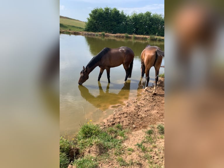Other Breeds Mare 4 years 15,2 hh Brown in Loddes