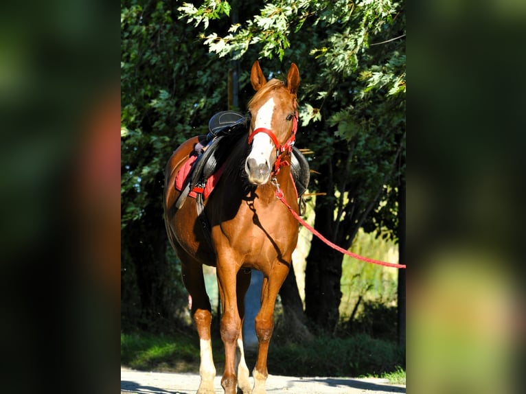 Other Breeds Mare 4 years 15,2 hh in Ponzone