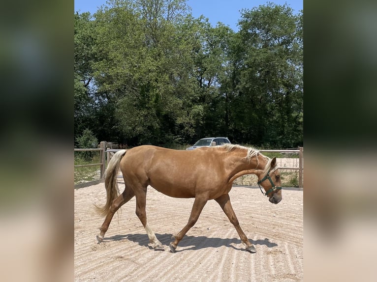 Other Breeds Mix Mare 4 years 15,2 hh Palomino in Fabas