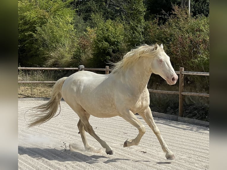 Other Breeds Mix Mare 4 years 15,2 hh Palomino in Fabas