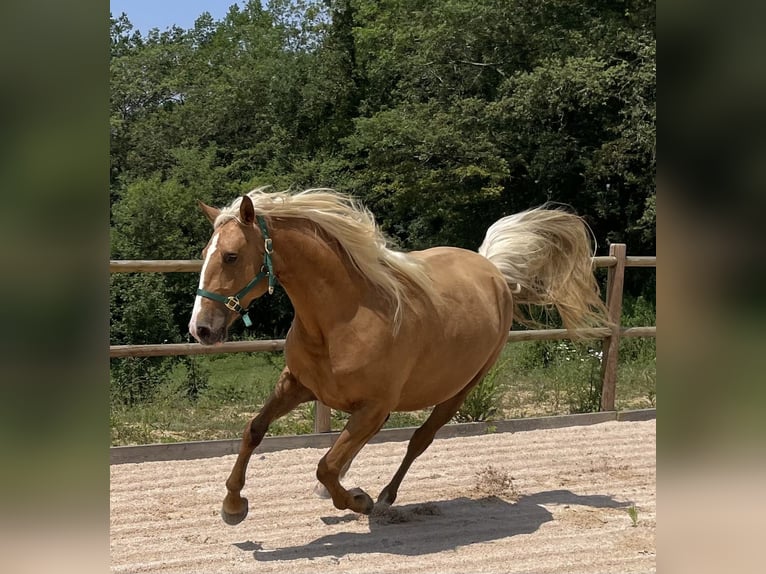 Other Breeds Mix Mare 4 years 15,2 hh Palomino in Fabas