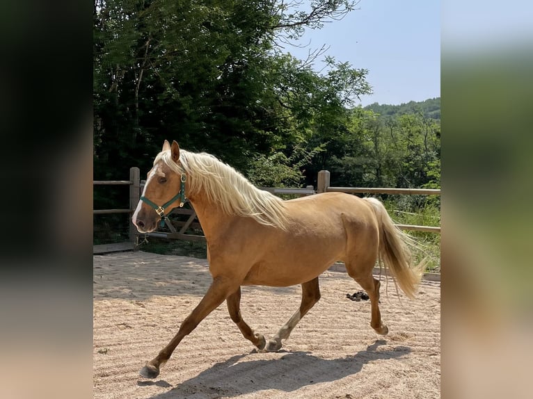 Other Breeds Mix Mare 4 years 15,2 hh Palomino in Fabas
