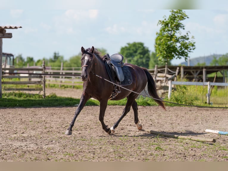 Other Breeds Mare 4 years 15,3 hh Bay-Dark in Dorog