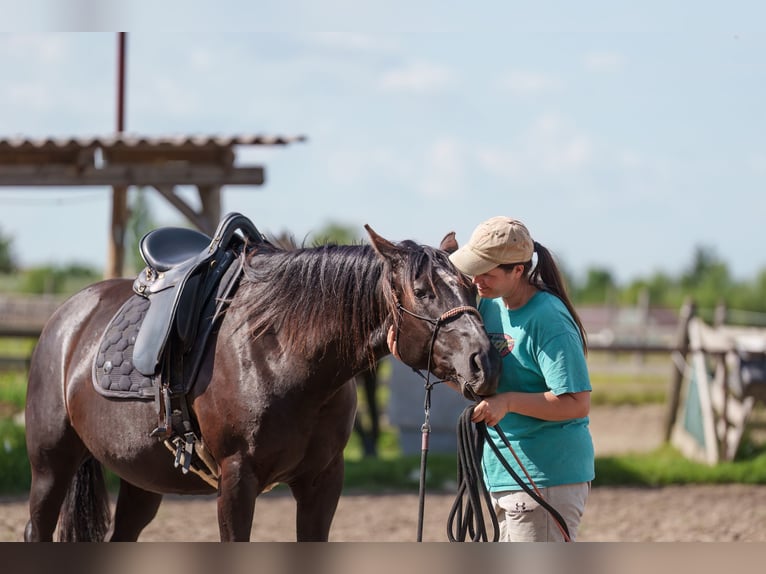 Other Breeds Mare 4 years 15,3 hh Bay-Dark in Dorog