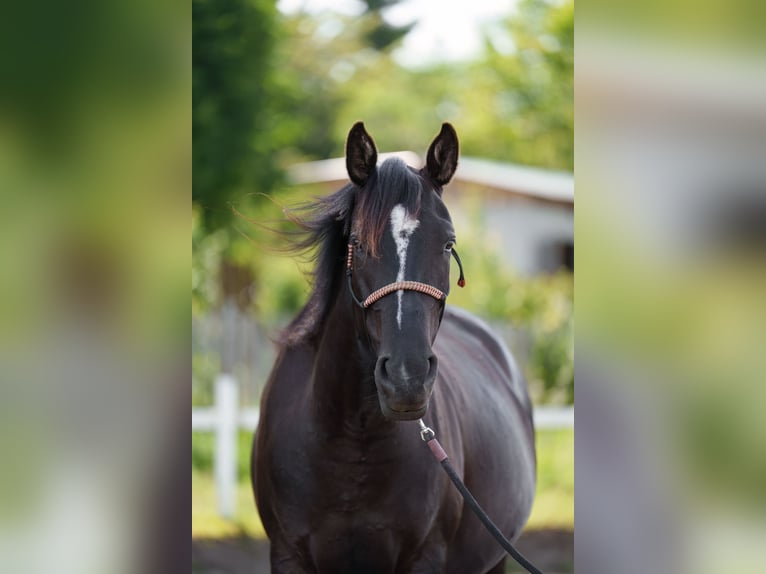 Other Breeds Mare 4 years 15,3 hh Bay-Dark in Dorog