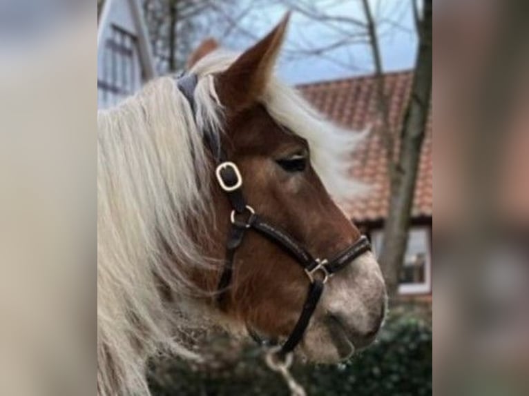 Other Breeds Mare 4 years 16,1 hh Chestnut-Red in Eggermühlen