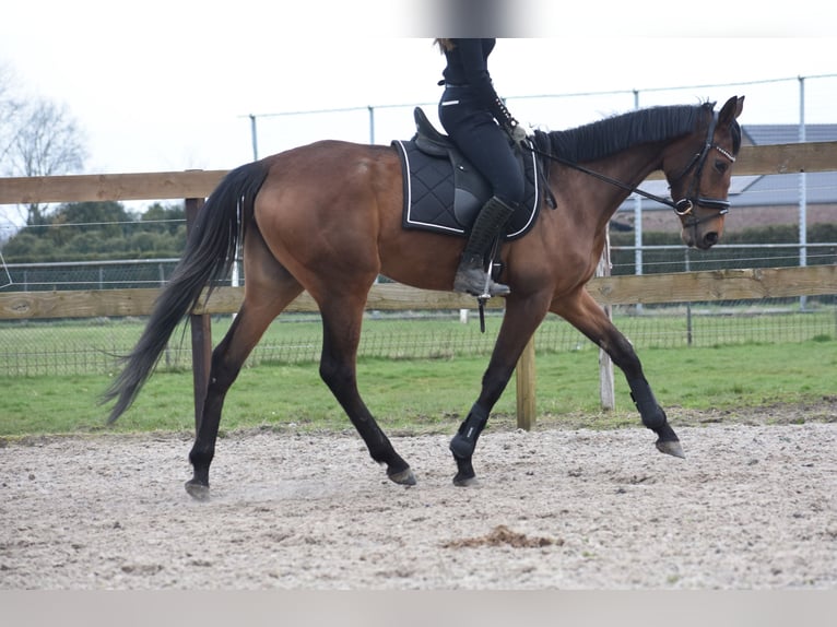 Other Breeds Mare 4 years 16 hh Bay in Achtmaal