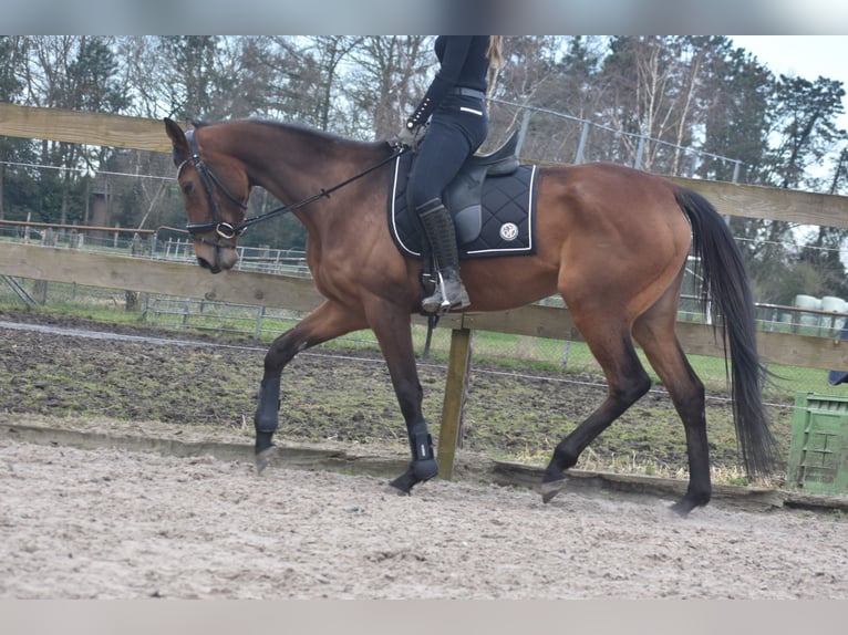 Other Breeds Mare 4 years 16 hh Bay in Achtmaal