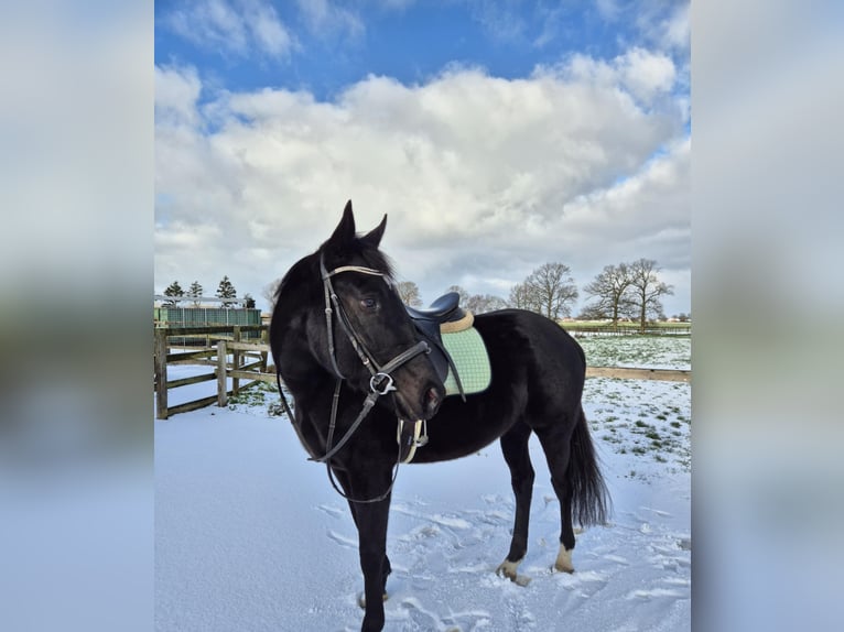 Other Breeds Mare 4 years 16 hh Black in Breda