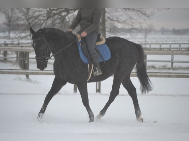 Other Breeds Mare 4 years 16 hh Black in Breda