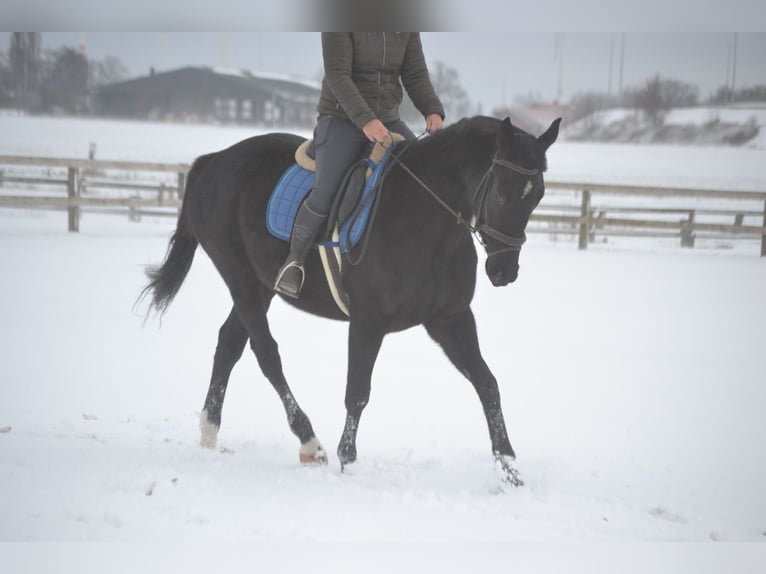 Other Breeds Mare 4 years 16 hh Black in Breda
