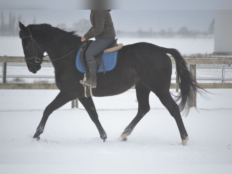 Other Breeds Mare 4 years 16 hh Black in Breda