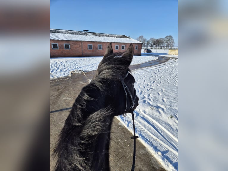 Other Breeds Mare 4 years 16 hh Black in Breda