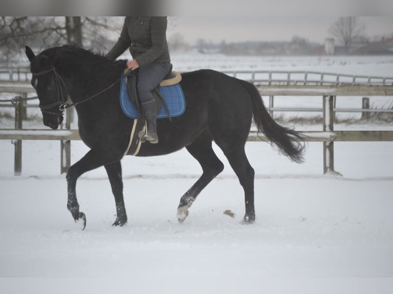 Other Breeds Mare 4 years 16 hh Black in Breda