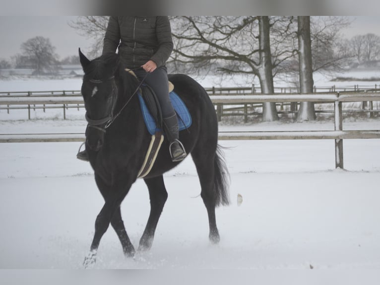 Other Breeds Mare 4 years 16 hh Black in Breda