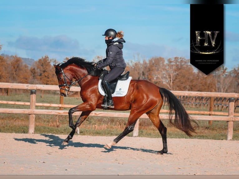 Other Breeds Mare 4 years 16 hh Brown in Marly-sous-Issy