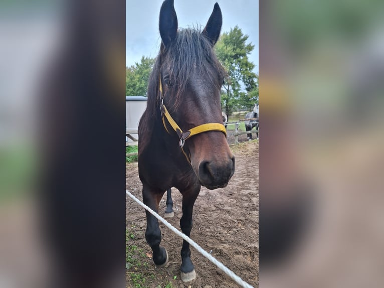 Other Breeds Mix Mare 4 years 16 hh Brown in Hasloh