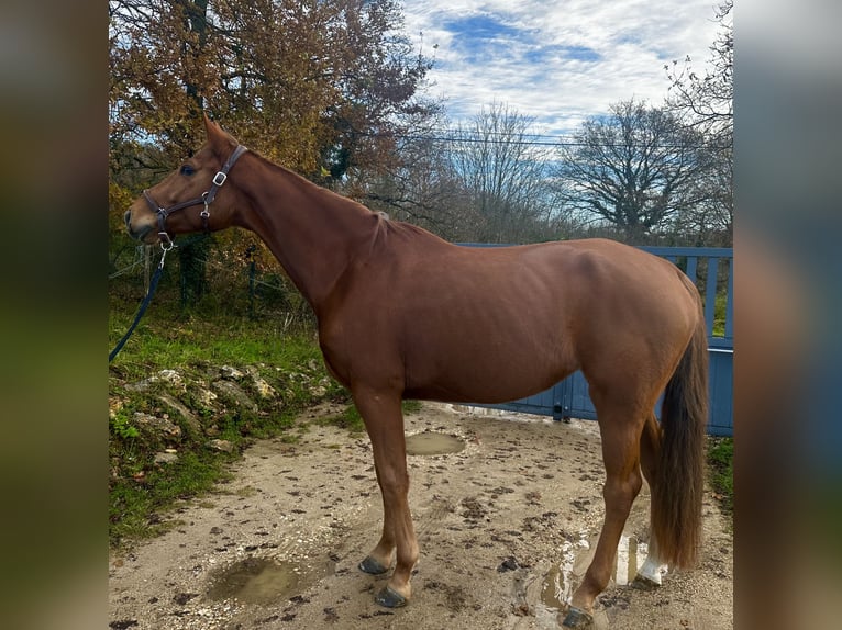 Other Breeds Mare 4 years 16 hh Chestnut-Red in Feucherolles