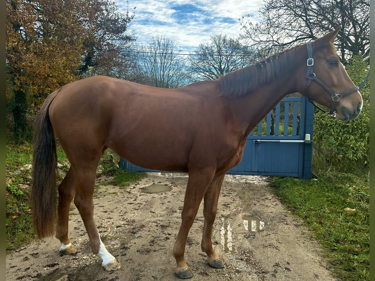 Other Breeds Mare 4 years 16 hh Chestnut-Red in Feucherolles