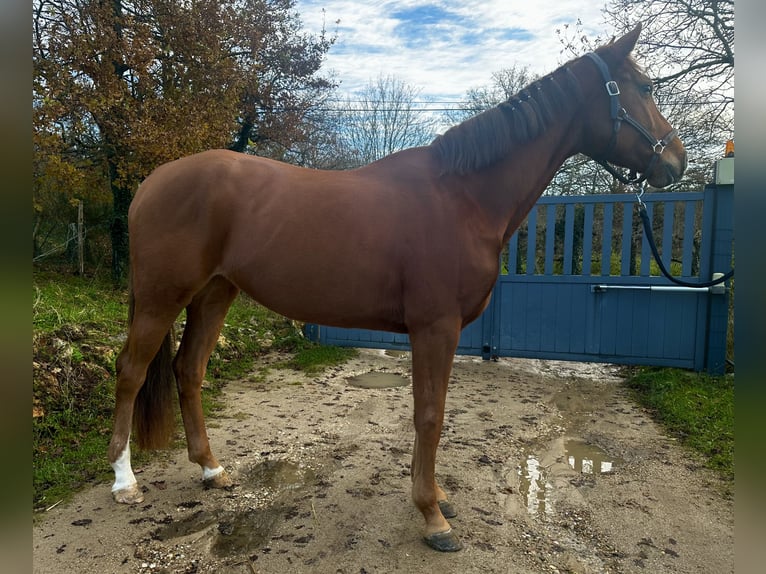 Other Breeds Mare 4 years 16 hh Chestnut-Red in Feucherolles