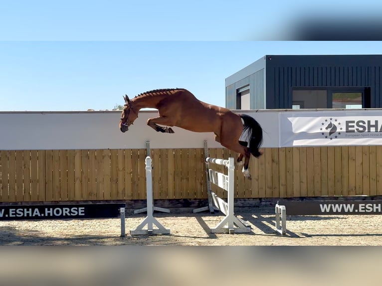 Other Breeds Mare 4 years 16 hh in GROTE-BROGEL