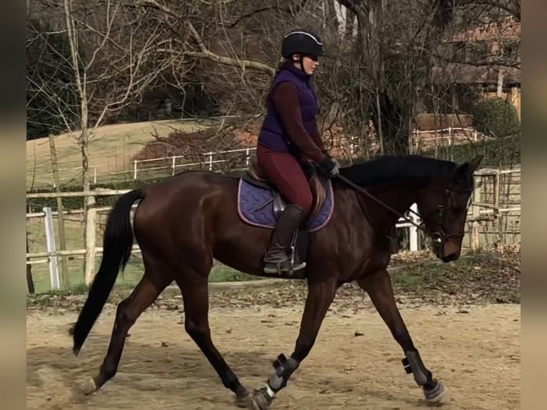 Other Breeds Mare 4 years 16,1 hh Brown in Torino