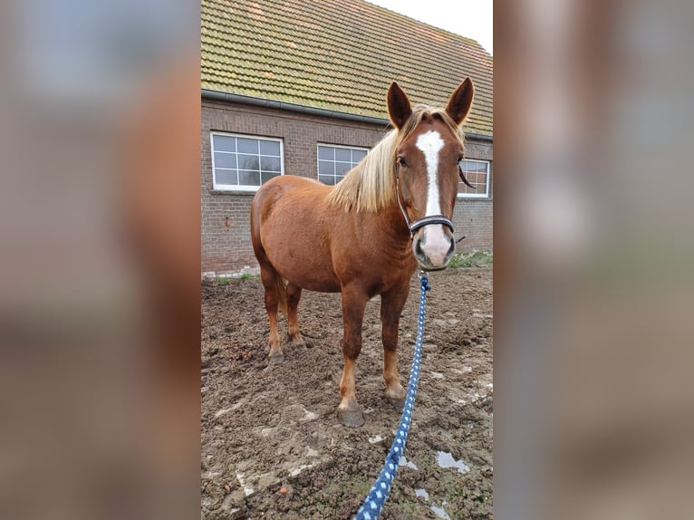 Other Breeds Mare 4 years Chestnut-Red in Kleve