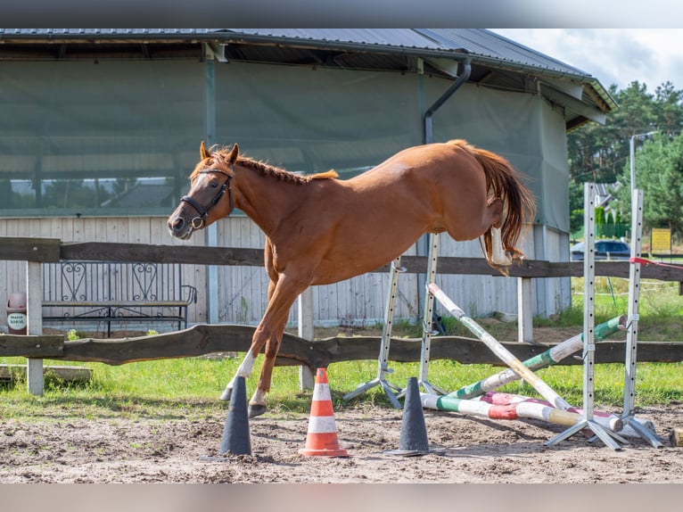Other Breeds Mare 4 years Chestnut-Red in Kie&#x142;pino