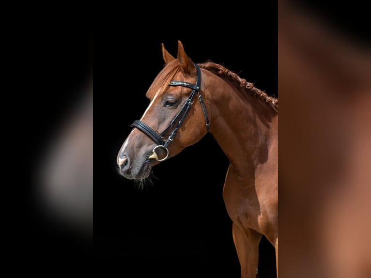 Other Breeds Mare 4 years Chestnut-Red in Kie&#x142;pino