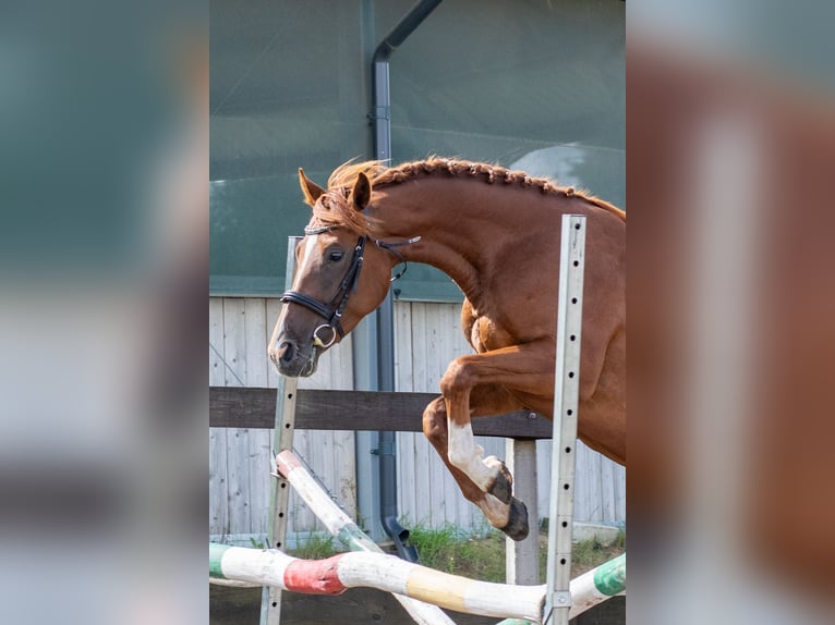 Other Breeds Mare 4 years Chestnut-Red in Kie&#x142;pino