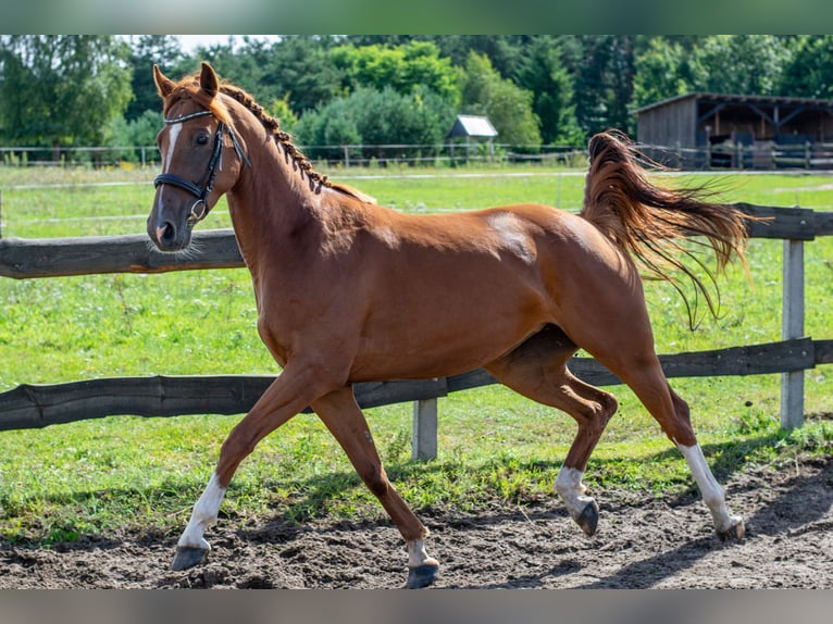 Other Breeds Mare 4 years Chestnut-Red in Kie&#x142;pino