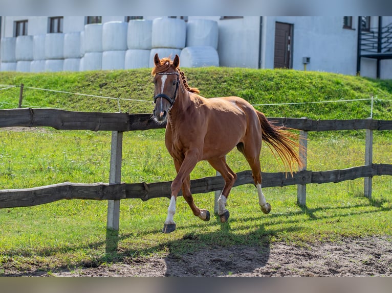 Other Breeds Mare 4 years Chestnut-Red in Kie&#x142;pino
