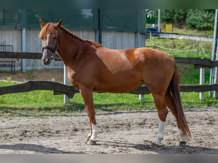Other Breeds Mare 4 years Chestnut-Red in Kie&#x142;pino