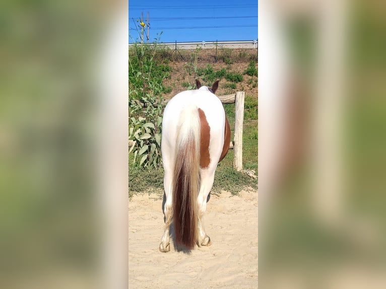 Other Breeds Mare 5 years 12 hh Gray-Red-Tan in Velence