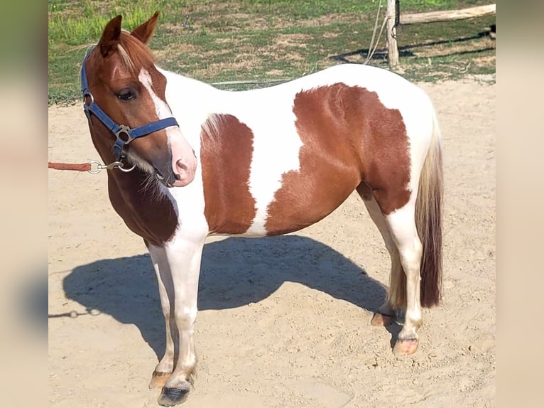 Other Breeds Mare 5 years 12 hh Gray-Red-Tan in Velence