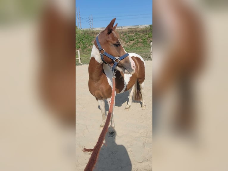 Other Breeds Mare 5 years 12 hh Gray-Red-Tan in Velence