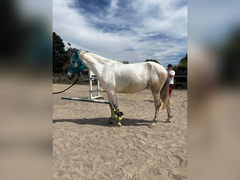 Other Breeds Mare 5 years 13.1 hh Grey in Cornaredo