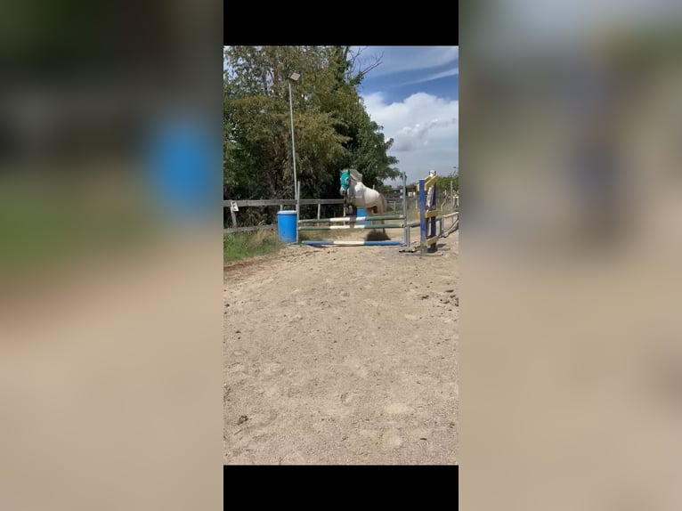 Other Breeds Mare 5 years 13.1 hh Grey in Cornaredo