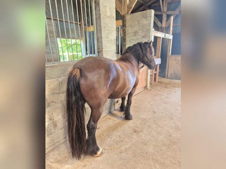 Other Breeds Mare 5 years 13.2 hh Black in Quéménéven