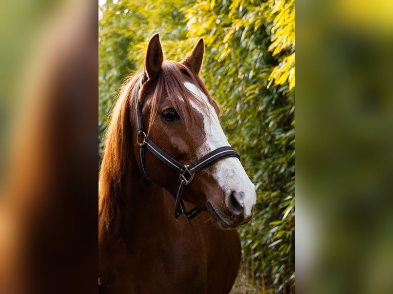 Other Breeds Mare 5 years 13,2 hh Chestnut-Red in Schriesheim