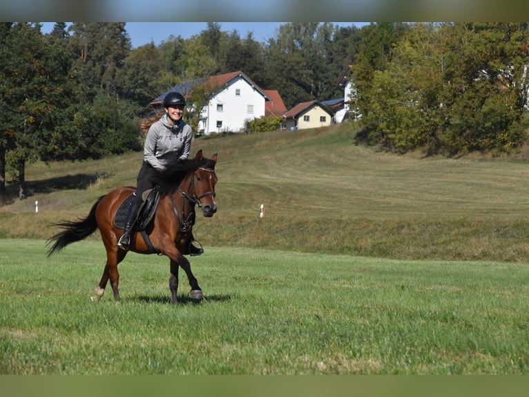 Other Breeds Mix Mare 5 years 13.3 hh Brown in Arnstorf