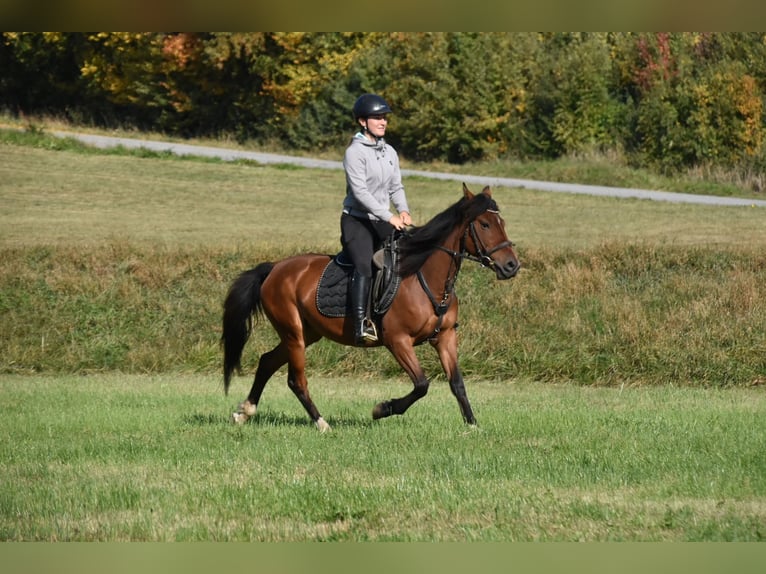 Other Breeds Mix Mare 5 years 13.3 hh Brown in Arnstorf