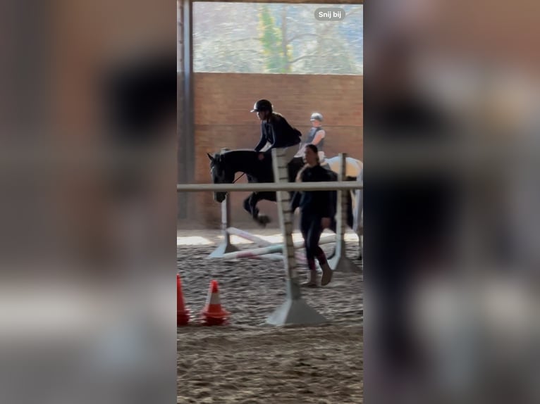 Other Breeds Mare 5 years 13,3 hh Can be white in Kortrijk