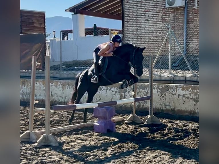 Other Breeds Mare 5 years 14.1 hh Black in Coin