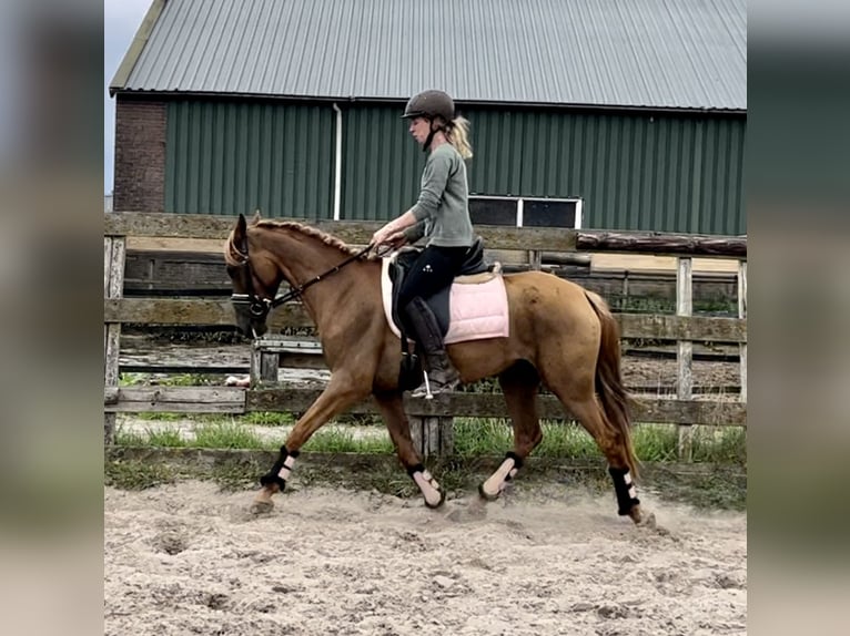 Other Breeds Mare 5 years 14,1 hh Chestnut-Red in Barneveld