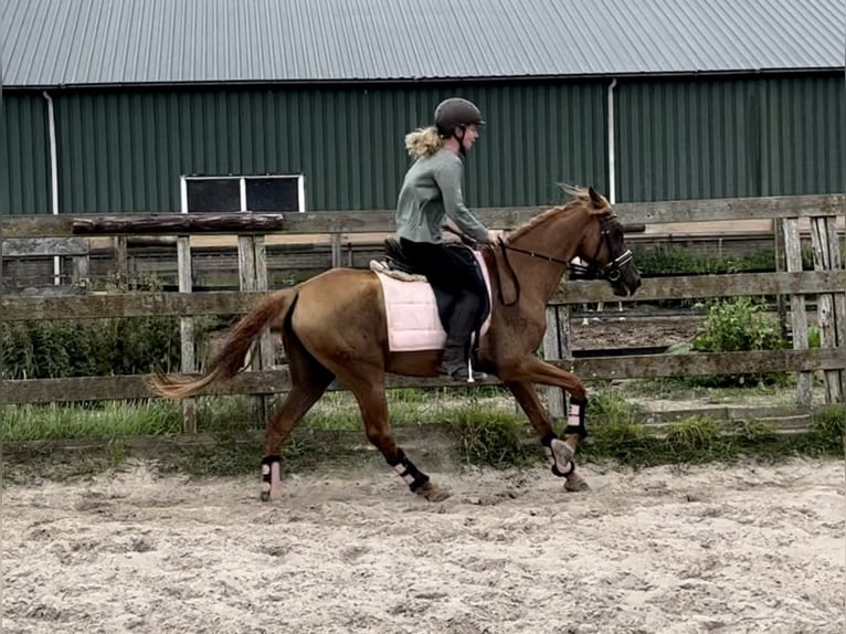 Other Breeds Mare 5 years 14,1 hh Chestnut-Red in Barneveld