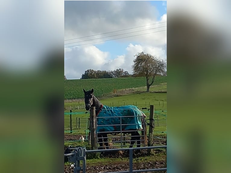 Other Breeds Mix Mare 5 years 14,1 hh Gray in Saint hilaire la treille